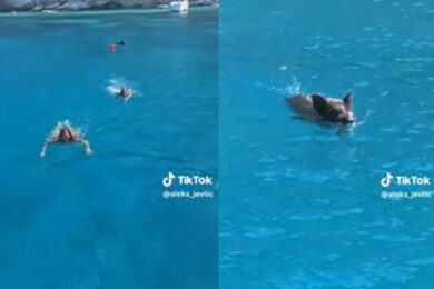 Inseguite da un cinghiale mentre fanno snorkeling, panico per due influencer in Grecia