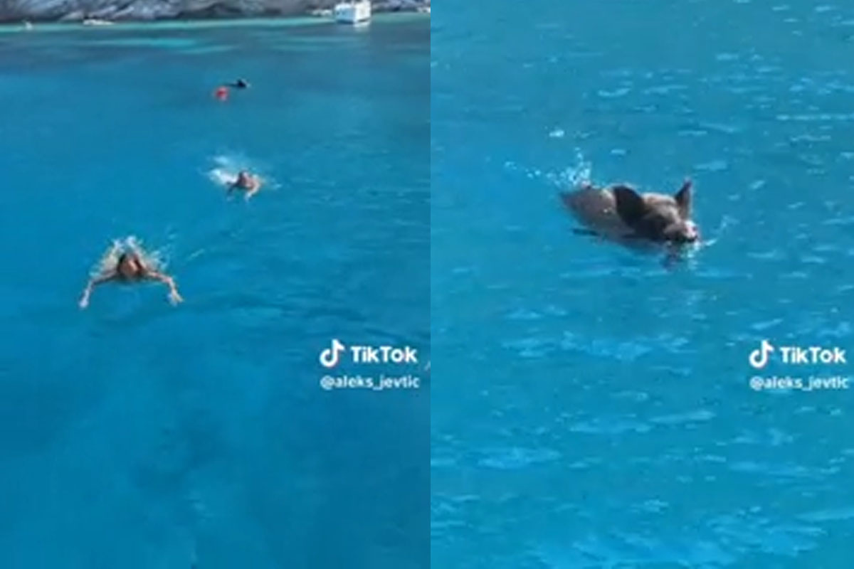 Inseguite da un cinghiale mentre fanno snorkeling, panico per due influencer in Grecia Inseguite da un cinghiale mentre fanno snorkeling, panico per due influencer in Grecia