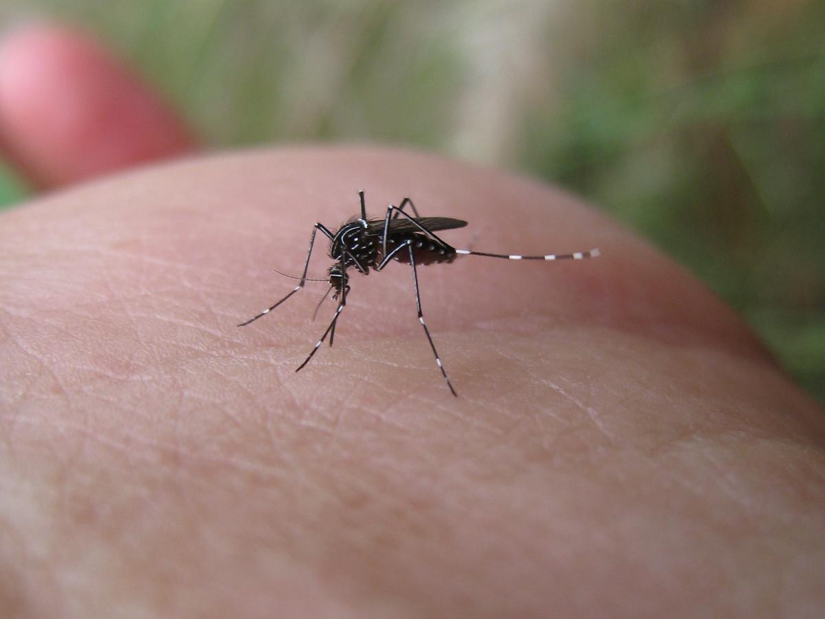 West Nile, ancora un morto: deceduto un uomo di 77 anni. Settima vittima nel Lazio, 15esima in Italia West Nile, ancora un morto: deceduto un uomo di 77 anni. Settima vittima nel Lazio, 15esima in Italia