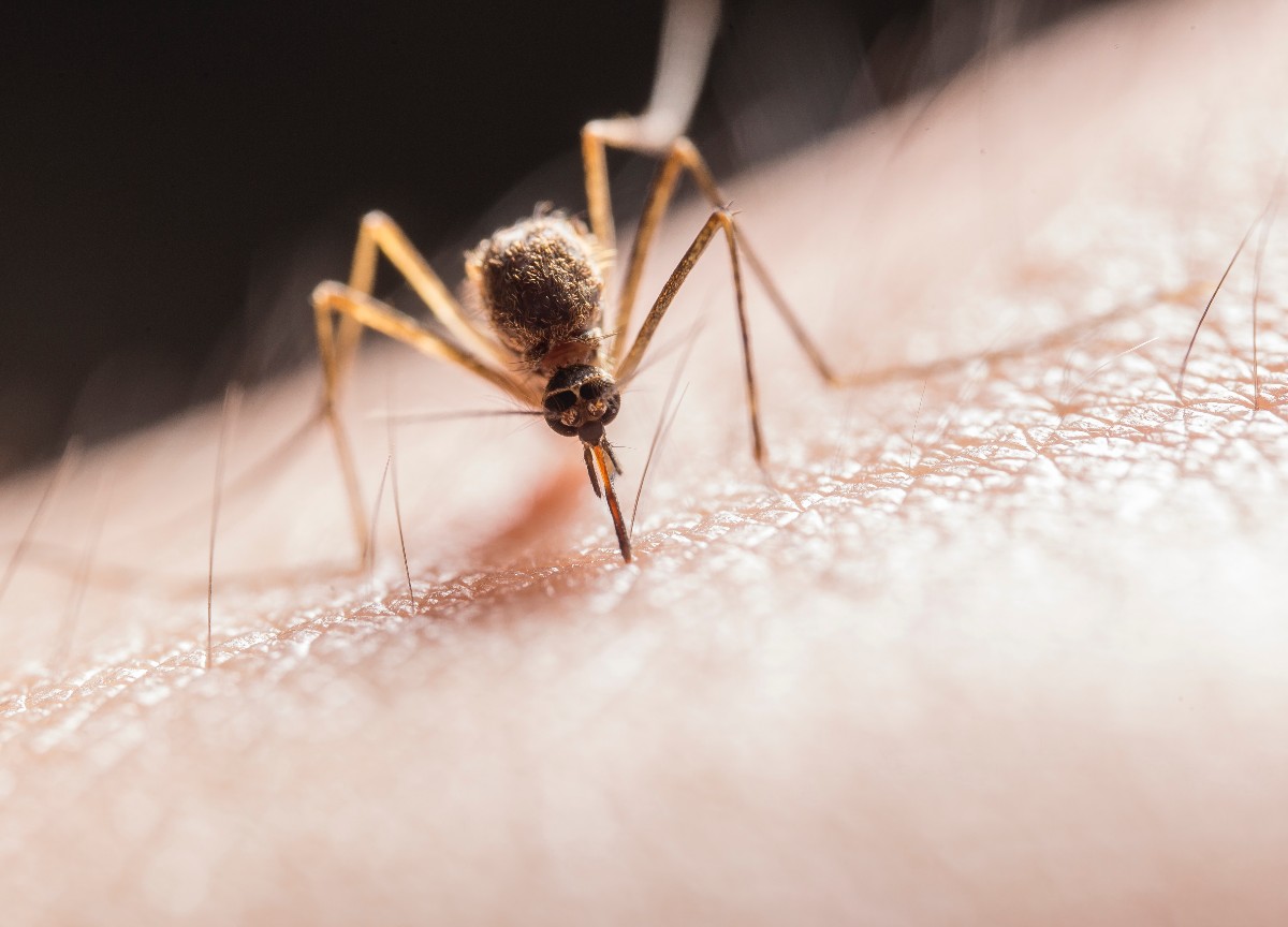 Sospetto caso di virus Zika a Brescia: al via tre giorni di disinfestazione straordinaria Sospetto caso di virus Zika a Brescia: al via tre giorni di disinfestazione straordinaria