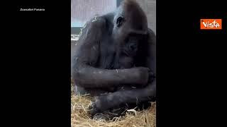 Nasce un cucciolo di gorilla nello Zoo Safari di Fasano: “È il primo in Italia da 50 anni”