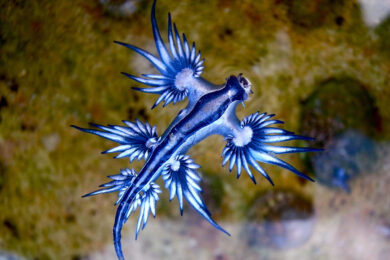 Drago blu, allarme in Spagna: chiuse alcune spiagge. Ecco che cosa succede