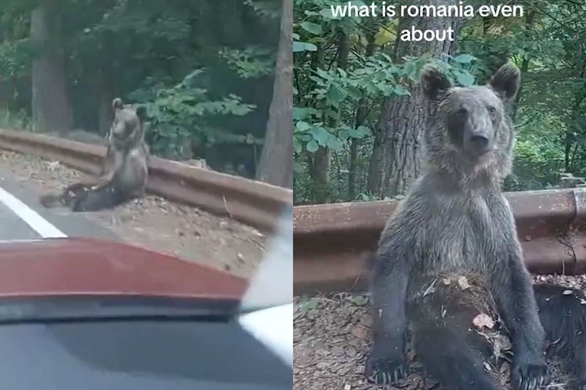 Romania, un orso diventa star di TikTok: osserva i turisti e conquista i social Romania, un orso diventa star di TikTok: osserva i turisti e conquista i social