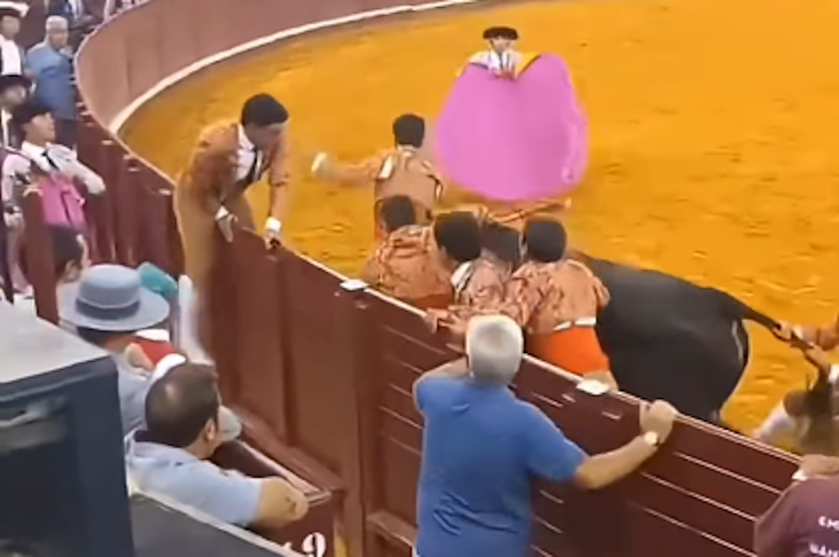 Corrida, ennesima tragedia a Lisbona: morto torero di 22 anni Corrida, ennesima tragedia a Lisbona: morto torero di 22 anni