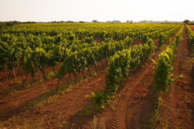 Consorzio di Tutela del Primitivo di Manduria contro il mega parco eolico tra Taranto e Lizzano