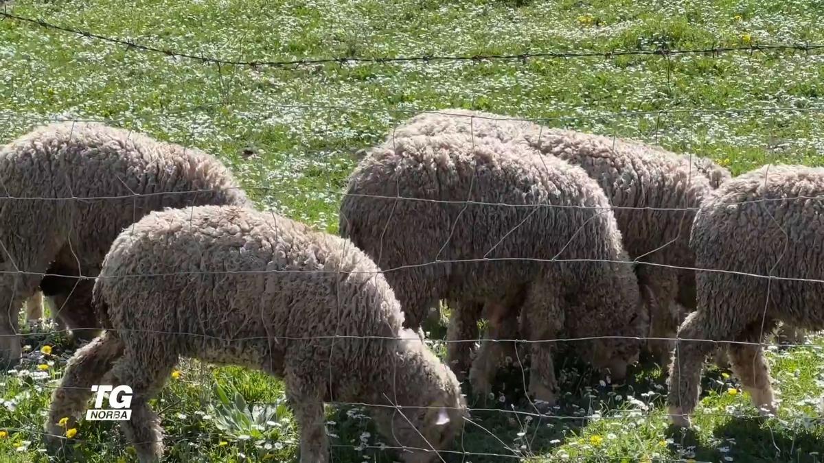 I pastori resistenti di Cheese 2025: premio al pugliese D’Innocenzio I pastori resistenti di Cheese 2025: premio al pugliese D’Innocenzio