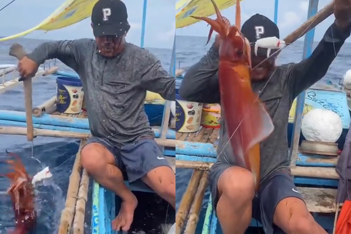 Pesca un calamaro gigante ma non finisce bene: pescatore colpito in faccia da… VIDEO Pesca un calamaro gigante ma non finisce bene: pescatore colpito in faccia da… VIDEO