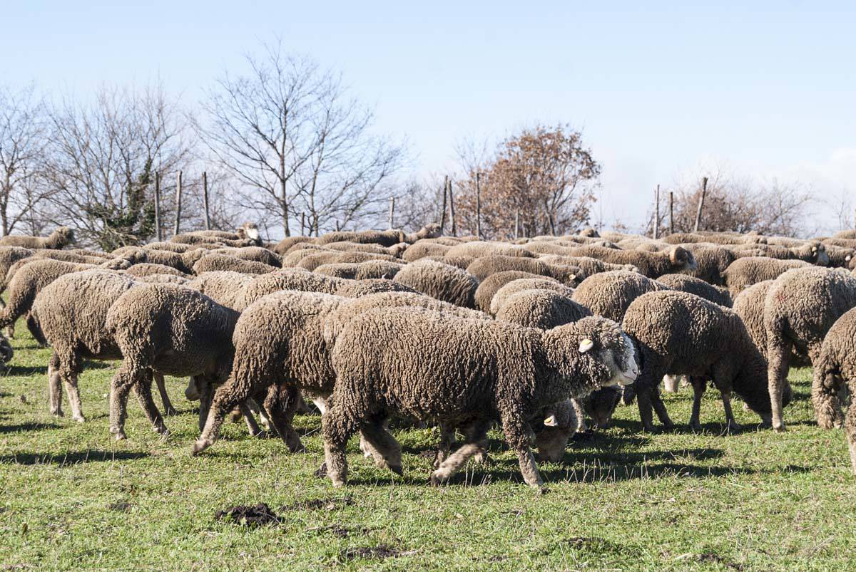 I pastori resistenti di Cheese 2025: premio al pugliese D’Innocenzio I pastori resistenti di Cheese 2025: premio al pugliese D’Innocenzio