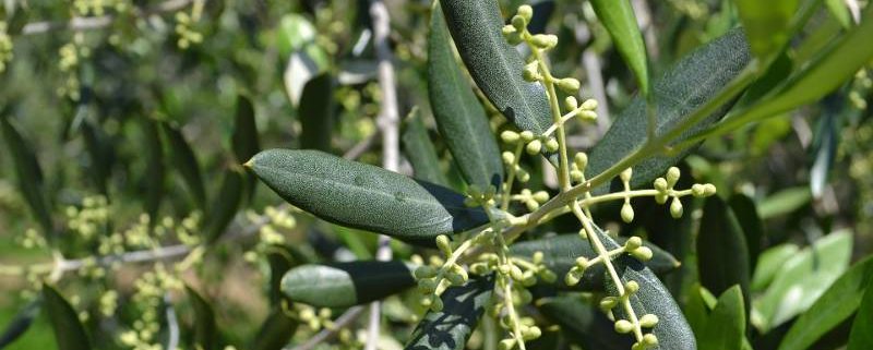 Bitonto, ‘BIOLEVO 2025’ la sostenibilità in olivicoltura biologica