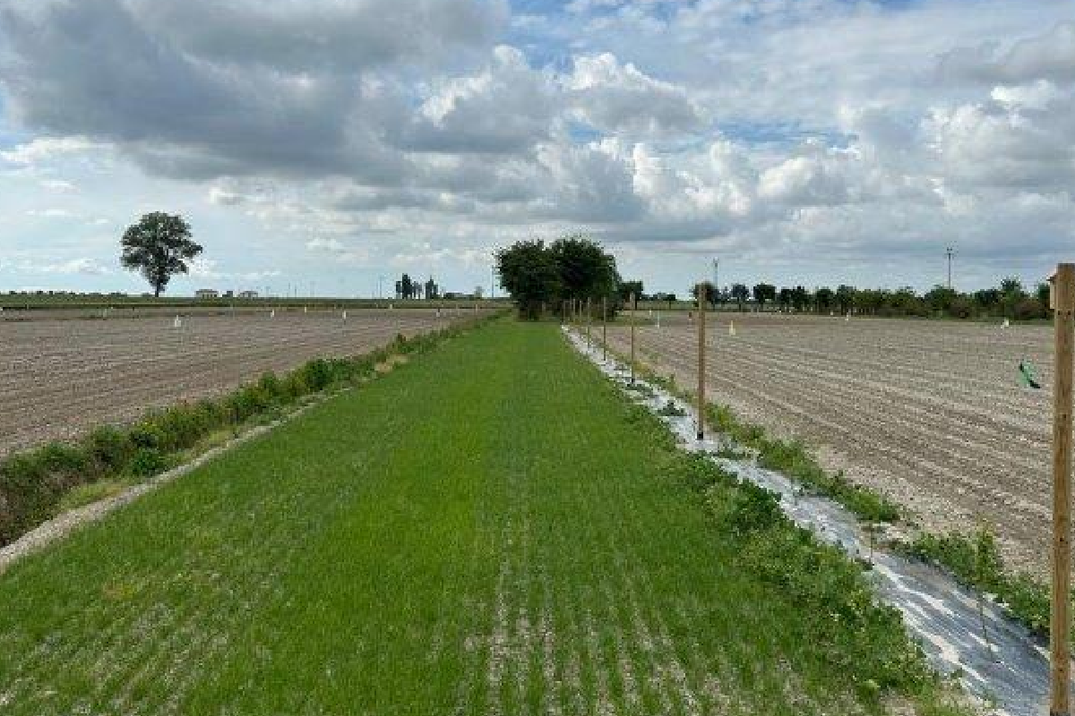ANBI, nel Veneto un modello di sviluppo rurale sostenibile: tredici aziende insieme contro la salinizzazione ANBI, nel Veneto un modello di sviluppo rurale sostenibile: tredici aziende insieme contro la salinizzazione