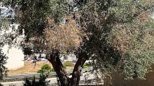 Xylella, Coldiretti Puglia: saranno abbattuti 47 ulivi infetti a Cagnano Varano
