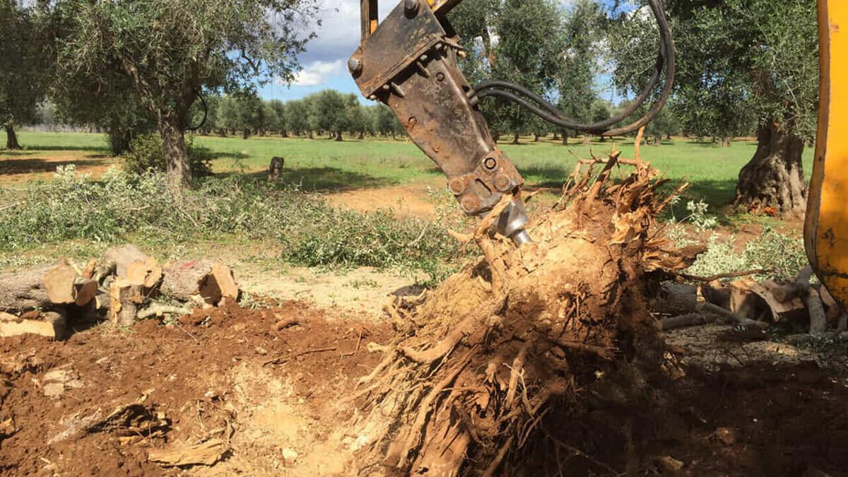 Galleria foto 'Xylella, Coldiretti Puglia: saranno abbattuti 47 ulivi infetti a Cagnano Varano' - foto 1