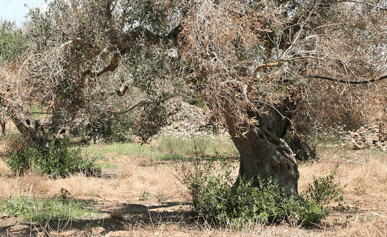 Xylella, Coldiretti Puglia: saranno abbattuti 47 ulivi infetti a Cagnano Varano