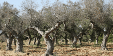 Xylella, Coldiretti Puglia: saranno abbattuti 47 ulivi infetti a Cagnano Varano
