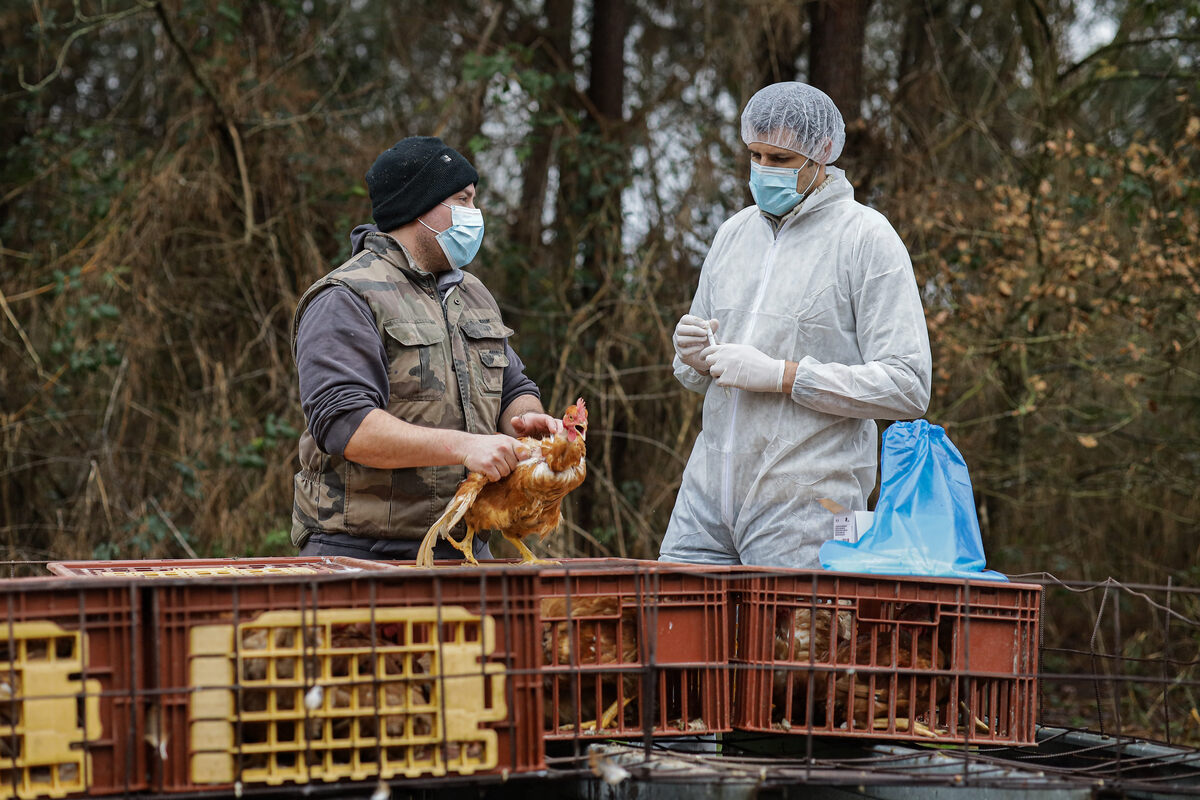 Influenza aviaria e nuovi focolai in Italia, Bassetti: “Virus sempre più furbo, ecco la strategia per prevenire ulteriori contagi” Influenza aviaria e nuovi focolai in Italia, Bassetti: “Virus sempre più furbo, ecco la strategia per prevenire ulteriori contagi”