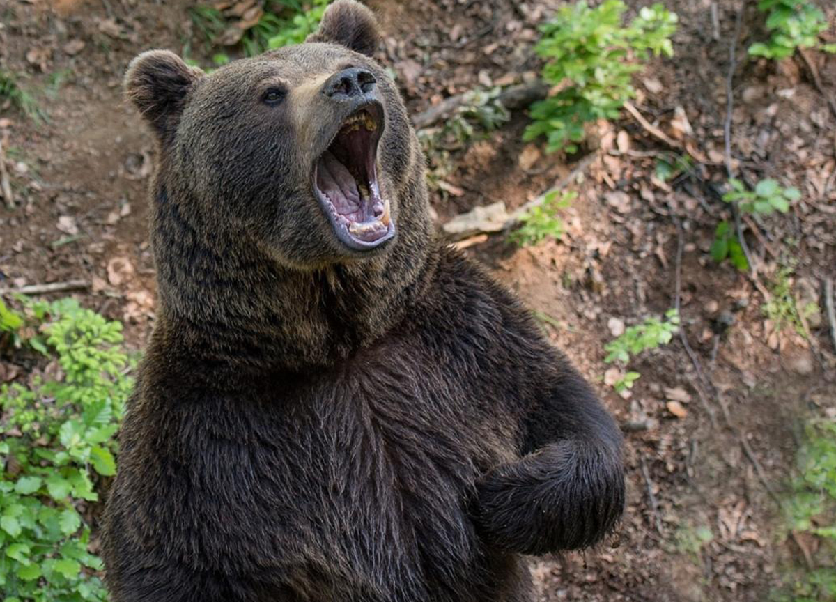 Il presidente del Trentino Fugatti indagato per la morte dell’orso M90. Il gip respinge la richiesta di archiviazione della Procura Il presidente del Trentino Fugatti indagato per la morte dell’orso M90. Il gip respinge la richiesta di archiviazione della Procura