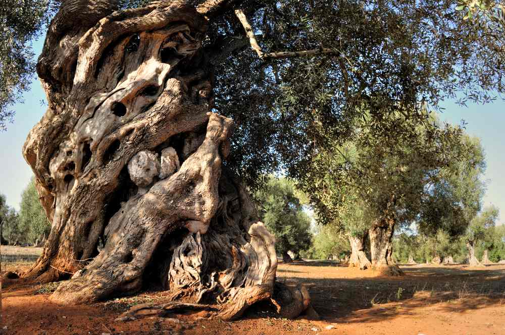 Alberi Monumentali, Coldiretti: ‘Sono 252 in Puglia, circa come i suoi Comuni’ Alberi Monumentali, Coldiretti: ‘Sono 252 in Puglia, circa come i suoi Comuni’