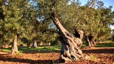 Alberi Monumentali, Coldiretti: ‘Sono 252 in Puglia, circa come i suoi Comuni’
