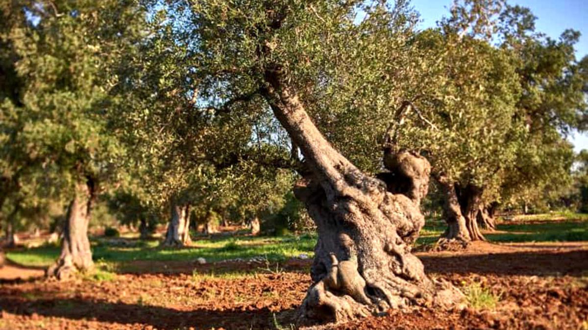 Alberi Monumentali, Coldiretti: ‘Sono 252 in Puglia, circa come i suoi Comuni’ Alberi Monumentali, Coldiretti: ‘Sono 252 in Puglia, circa come i suoi Comuni’