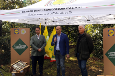 Giarre, Lidl racconta l’avocado dell’Etna: un modello di filiera italiana sostenibile