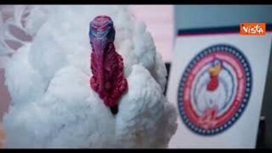 Ecco Gobble e Waddle, i due tacchini graziati da Trump per festa Ringraziamento