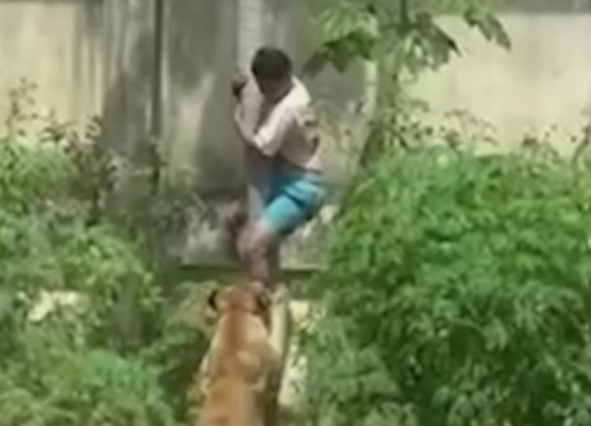 Dramma allo zoo, 19enne sbranato da una leonessa. L’albero, gli artigli e i morsi mortali Dramma allo zoo, 19enne sbranato da una leonessa. L’albero, gli artigli e i morsi mortali