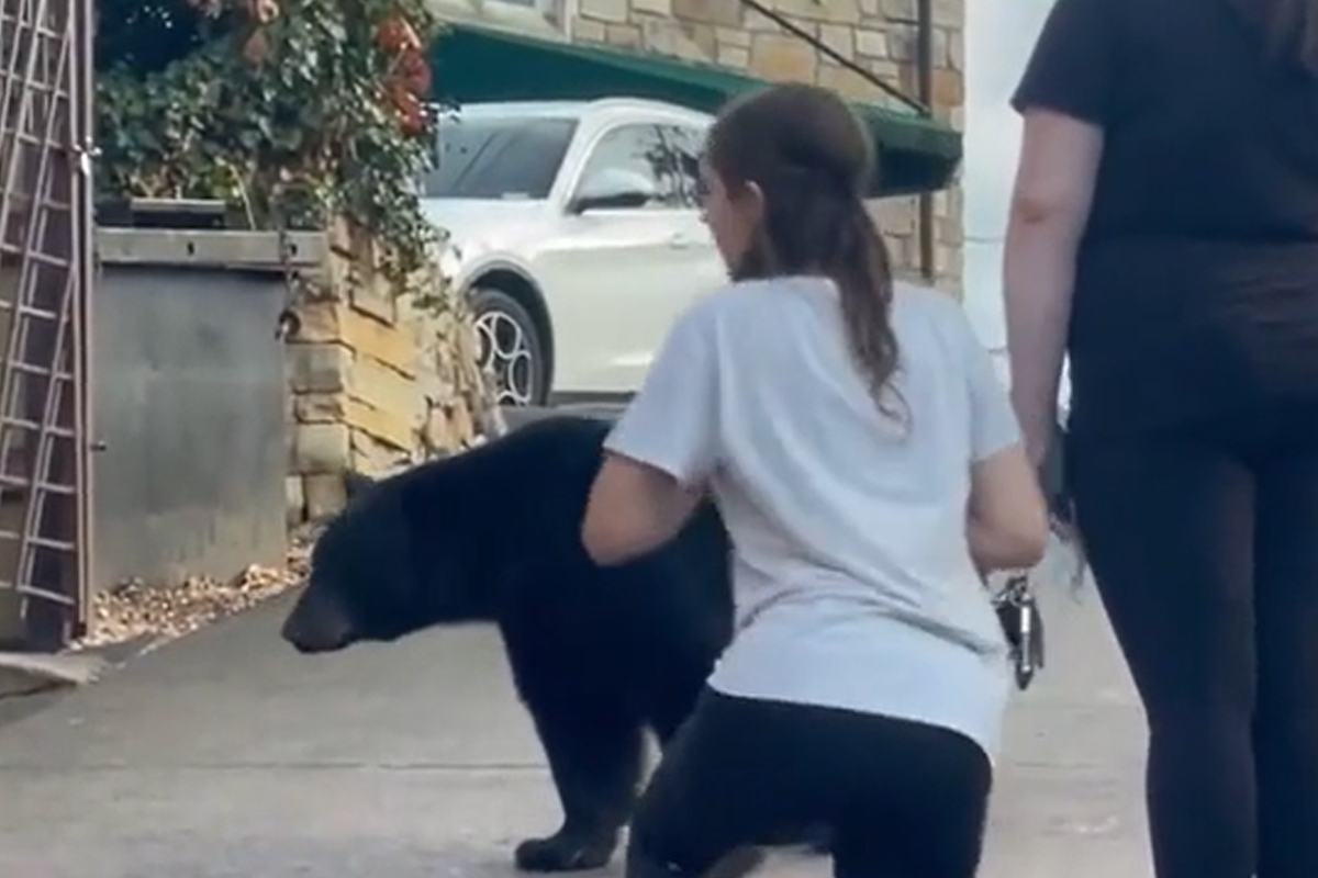 Dà da mangiare a un orso per strada, la reazione dell’animale è inaspettata. VIDEO Dà da mangiare a un orso per strada, la reazione dell’animale è inaspettata. VIDEO