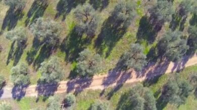 Xylella, la Puglia soffre e combatte: al Masaf di Roma premiata l’azienda salentina Agrosì