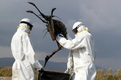 Aviaria, negli Usa primo caso umano al mondo: morto il paziente infettato dal virus – Al momento negativi i test sui contatti stretti,