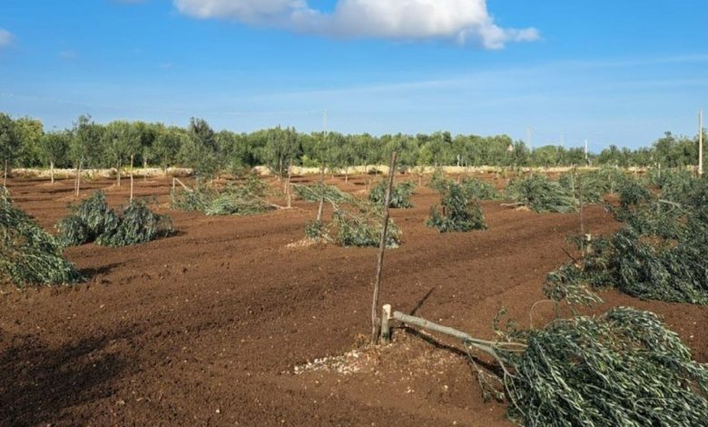 Criminalità, Coldiretti Puglia denuncia: strage di ulivi a Molfetta Criminalità, Coldiretti Puglia denuncia: strage di ulivi a Molfetta