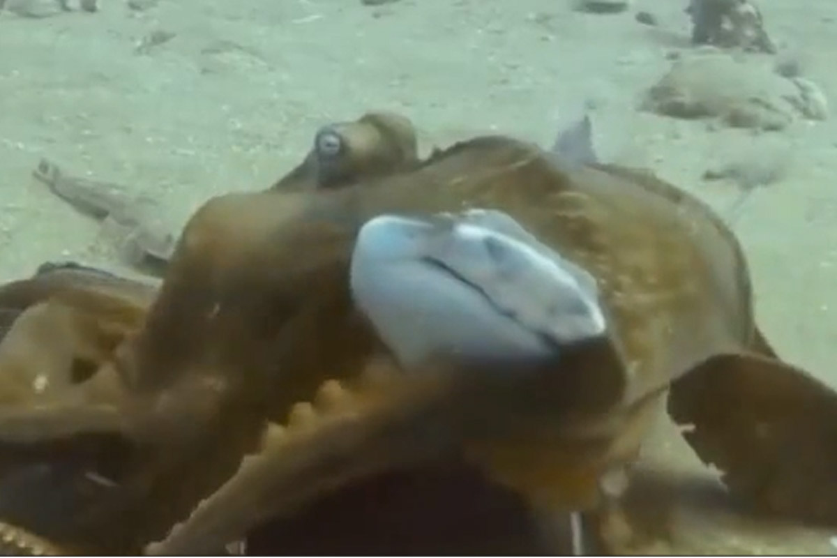 L’oceano sorprende ancora: il polpo “cavalca” uno squalo L’oceano sorprende ancora: il polpo “cavalca” uno squalo