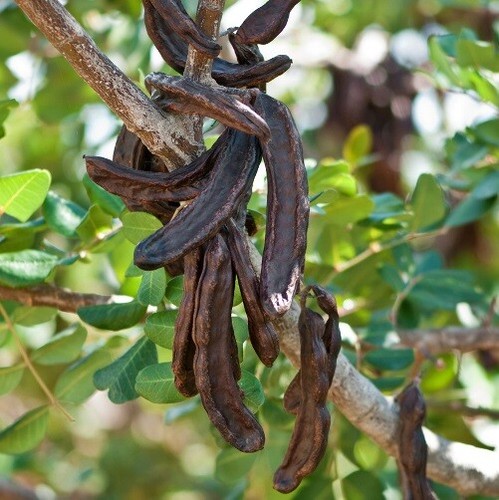Salento, il Natale fa bene con lupini, carrube e fichi