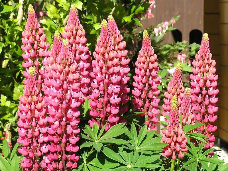Salento, il Natale fa bene con lupini, carrube e fichi