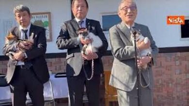 Un nuovo gatto-capostazione per la linea ferroviaria Kishigawa in Giappone