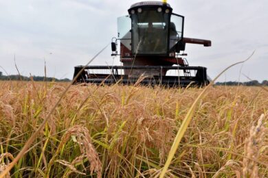 Mercosur, l’allarme dell’Ente Nazionale Risi: “L’accordo è una minaccia concreta per il riso Made in Italy”