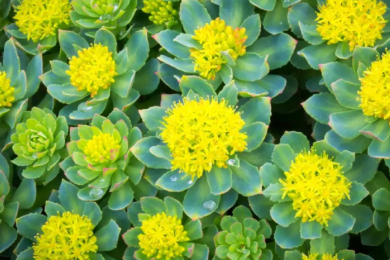 Rhodiola rosea: adattogeno naturale tra stress, fatica e performance fisica