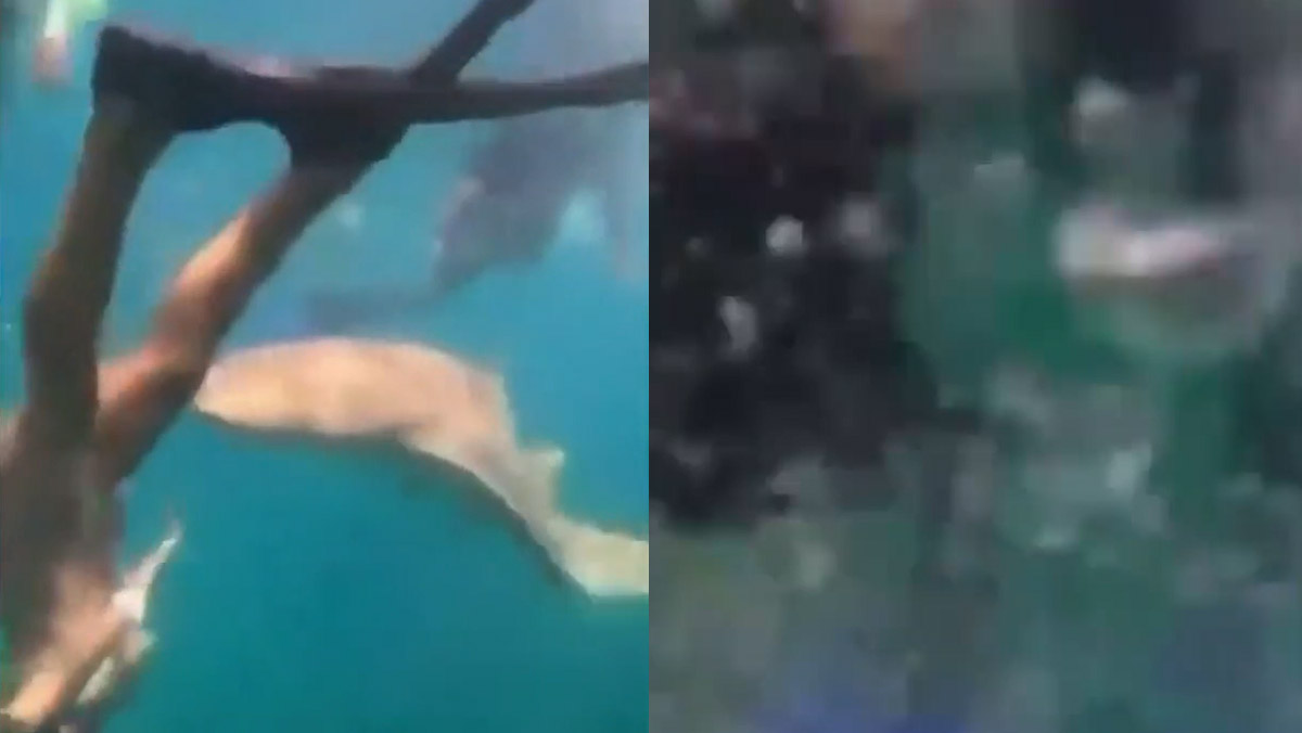 Donna morsa da uno squalo mentre fa snorkeling, il video choc Donna morsa da uno squalo mentre fa snorkeling, il video choc