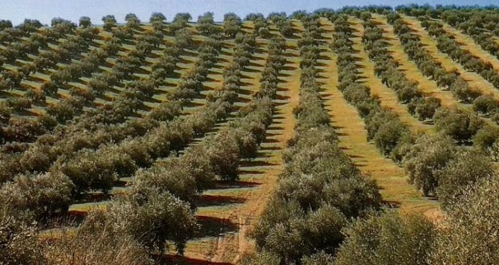Europa, Ventola (FdI): ‘Olio tunisino in Italia penalizza quotazioni nostro EVO’