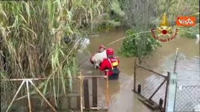 Maltempo nel Cagliaritano, il salvataggio di nove cani dall’esondazione del Rio Piscinas