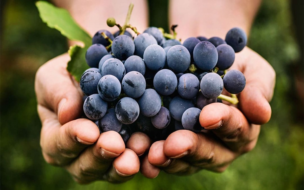 Barò Cosmetics: l’upcycling dei vigneti delle Langhe arriva nell’haircare Barò Cosmetics: l’upcycling dei vigneti delle Langhe arriva nell’haircare