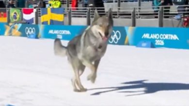 Milano-Cortina 2026: team sprint di sci di fondo. Tutto normale… finché un cane lupo entra in pista e taglia il traguardo