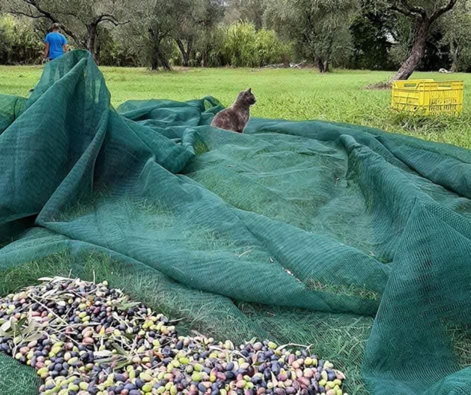 Giulia Mura: “L’olio non è un prodotto, è cultura e identità”. Così nasce il suo progetto contemporaneo nel cuore dell’Ogliastra Giulia Mura: “L’olio non è un prodotto, è cultura e identità”. Così nasce il suo progetto contemporaneo nel cuore dell’Ogliastra