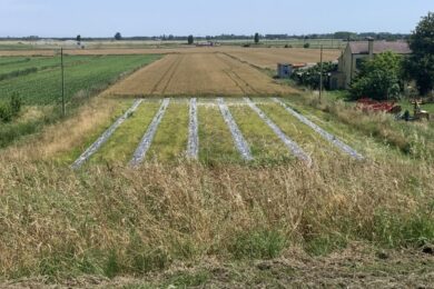 ANBI, Consorzi di Bonifica e aziende agricole realizzano in Veneto decine di km di nuove infrastrutture verdi