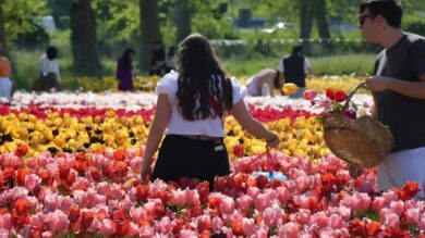 Un campo con 600mila tulipani alle porte di Milano: ingresso gratuito fino al 20 marzo