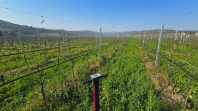 ANBI, in Veneto nasce il progetto GRAPE per un’irrigazione più intelligente nei vigneti