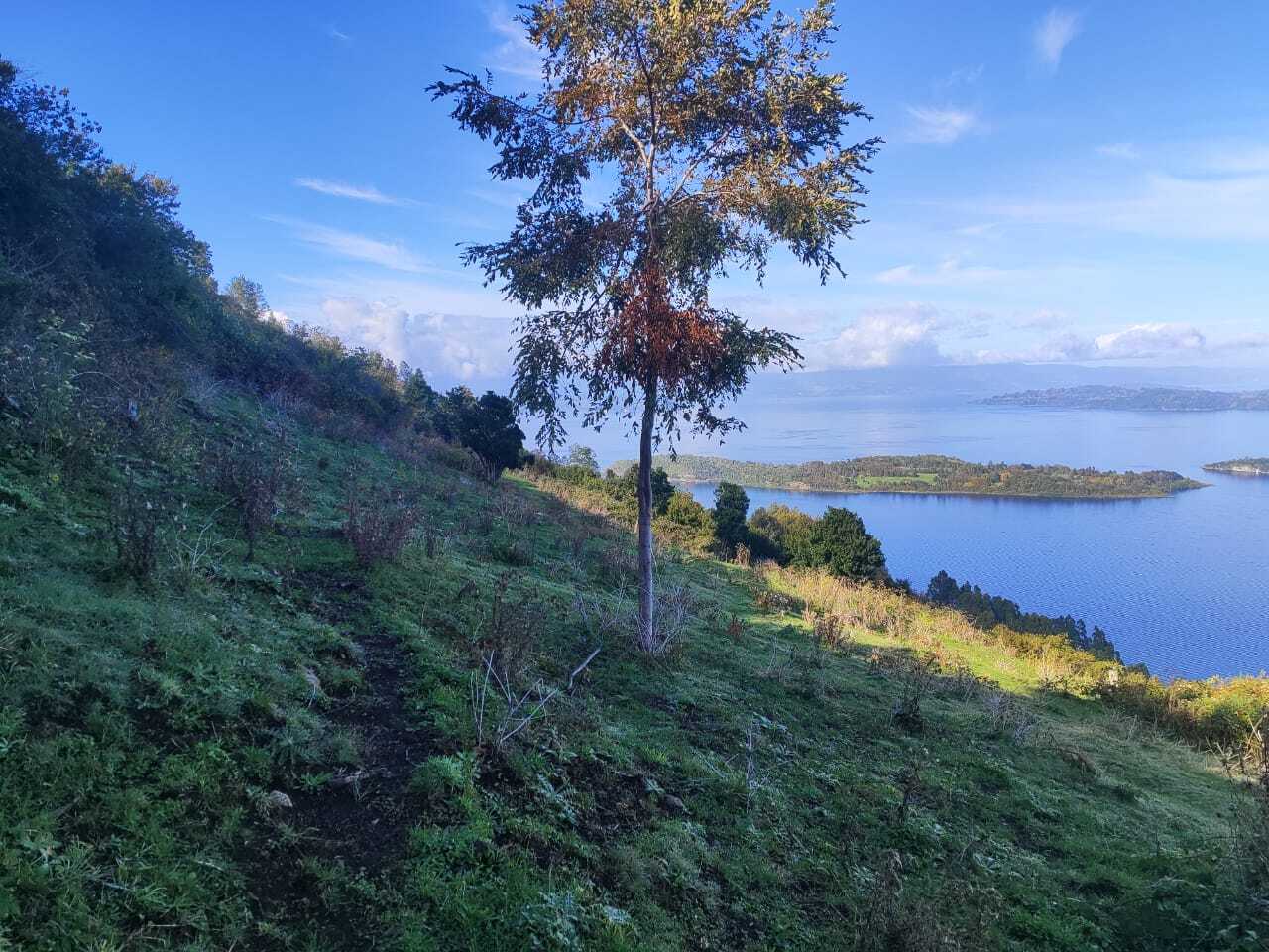 Mundys, Neya: al via in Cile un progetto di riforestazione da 80mila tonnellate di CO₂