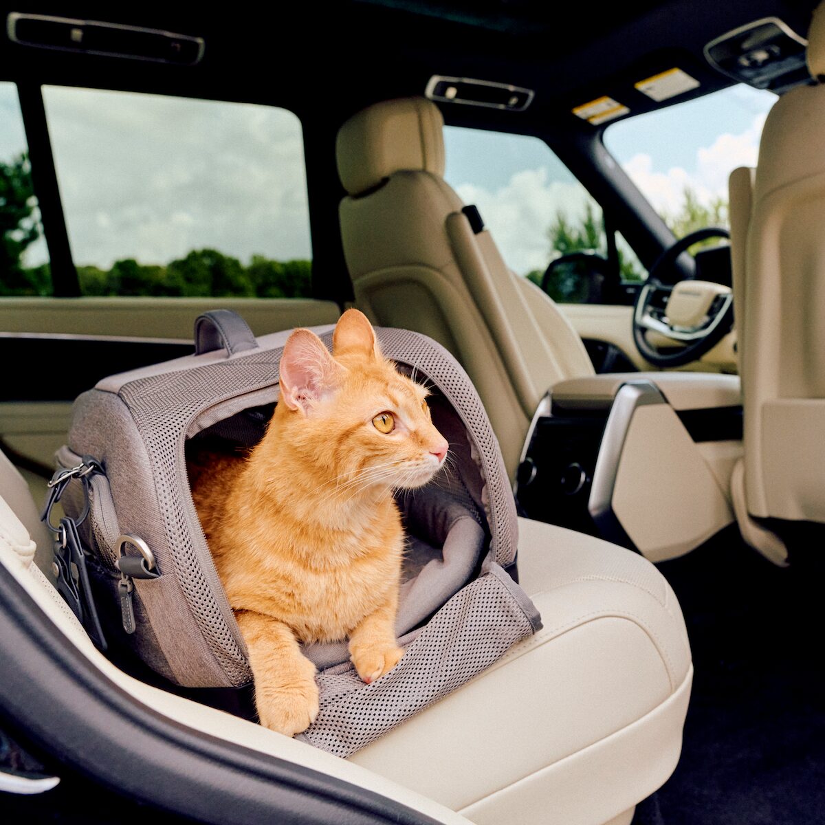Animali in auto: rischi, sicurezza e regole da sapere