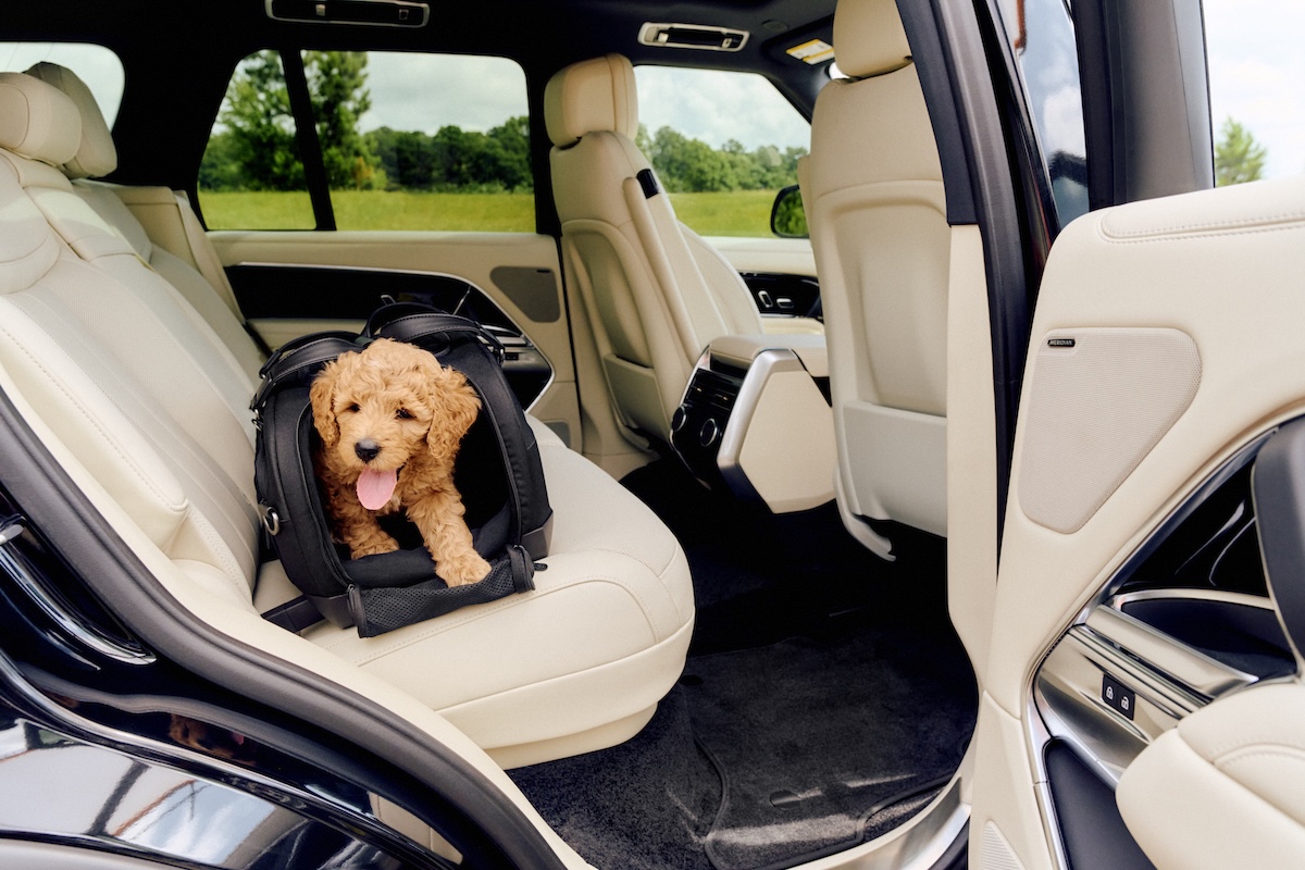 Animali in auto: rischi, sicurezza e regole da sapere