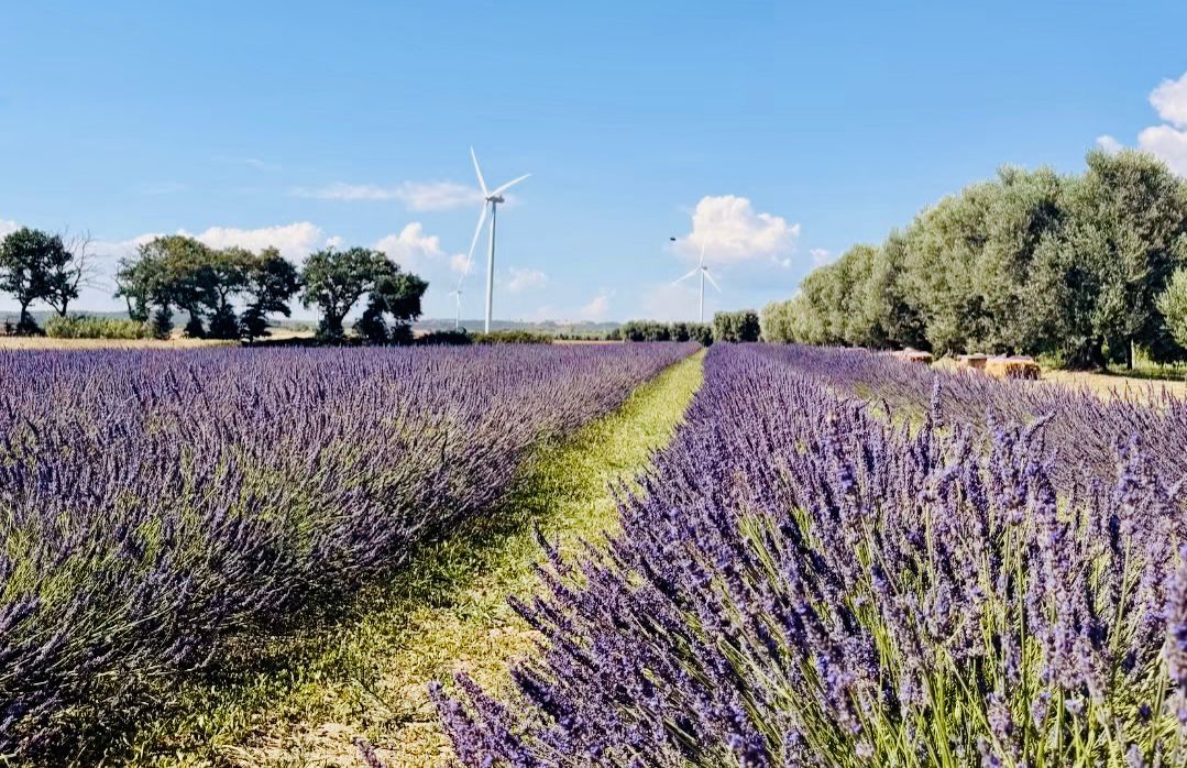 Mobile e selfie-stick per l’immersione viola nella Provenza laziale