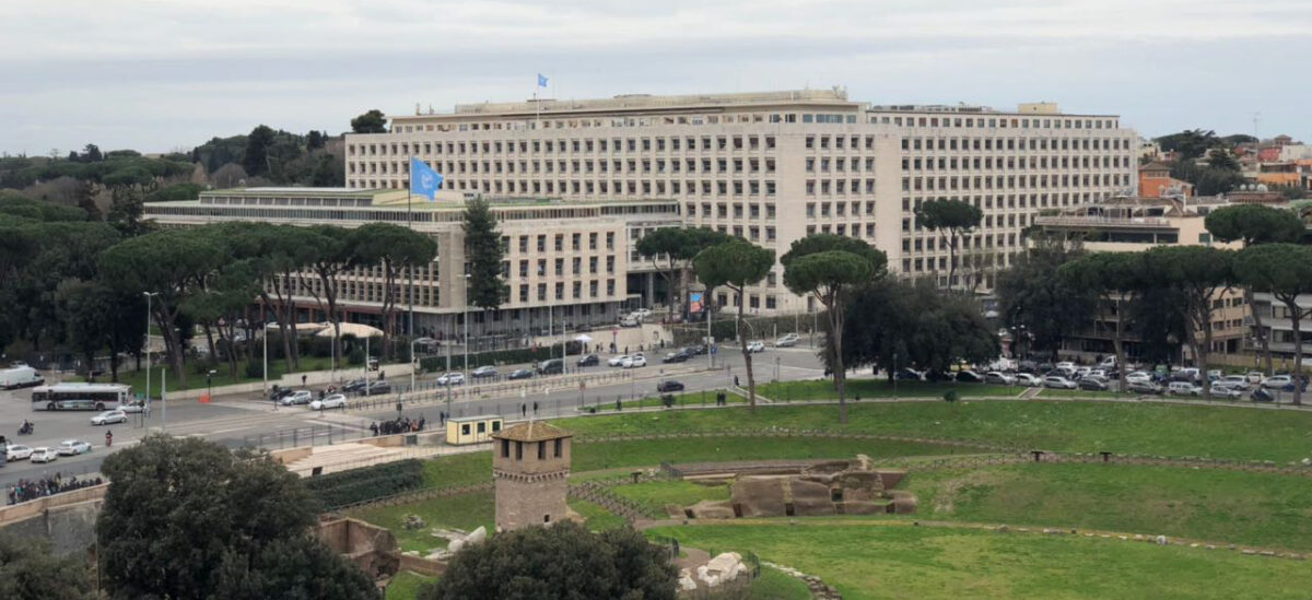 Stage FAO 2026, Roma e il mondo aprono le porte dell’ONU a giovani talenti Stage FAO 2026, Roma e il mondo aprono le porte dell’ONU a giovani talenti